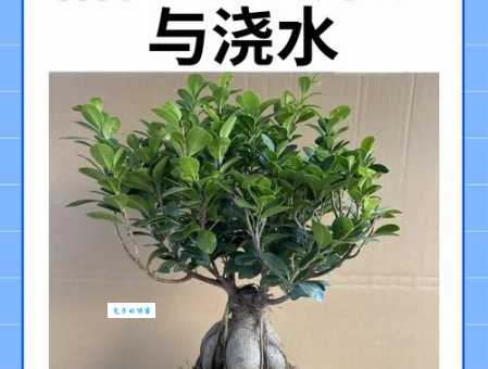 榕属植物繁殖方法 桑科榕属扦插栽培指南