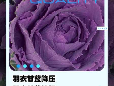 羽衣甘蓝的功效与作用十字花科植物好处多