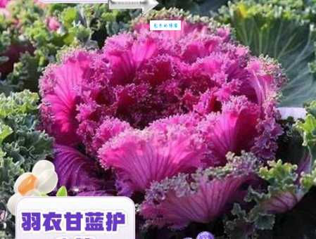 羽衣甘蓝的功效与作用十字花科植物好处多
