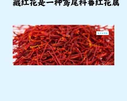 如何种植番红花 鸢尾科番红花属栽培技巧