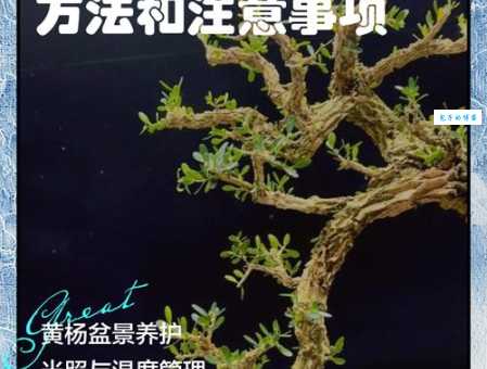 黄杨的种植方法 黄杨科植物养护技巧分享