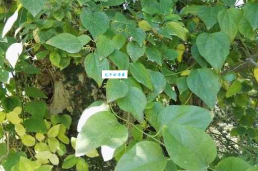 木防己怎么种植 防己科植物栽培技巧分享