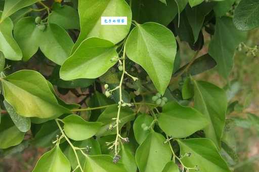 木防己怎么种植 防己科植物栽培技巧分享