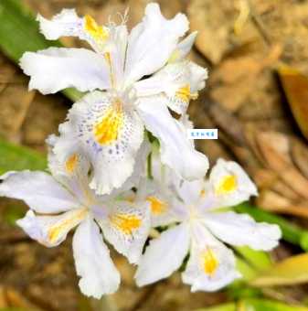 蝴蝶花品种大全 鸢尾科鸢尾属植物种类盘点