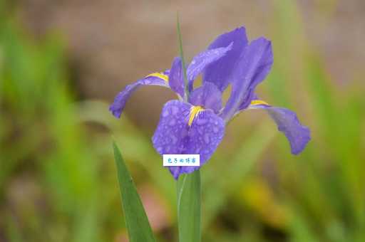 蝴蝶花品种大全 鸢尾科鸢尾属植物种类盘点