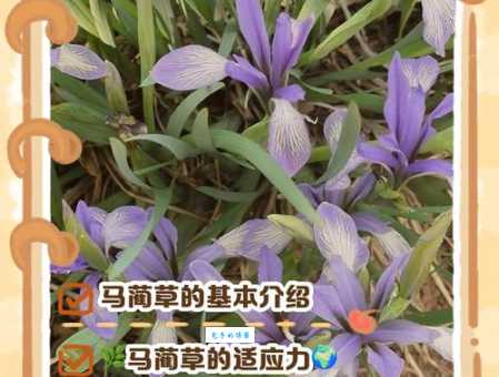 马蔺的种植方法鸢尾科植物养护技巧分享