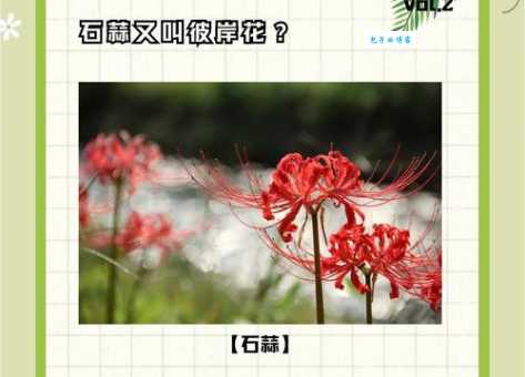 石蒜的花期与特点石蒜科植物观赏价值解析