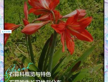 石蒜的花期与特点石蒜科植物观赏价值解析