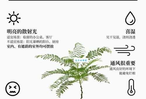 蓝花楹适合种在哪里 这些种植技巧要记牢