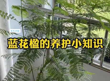 蓝花楹适合种在哪里 这些种植技巧要记牢