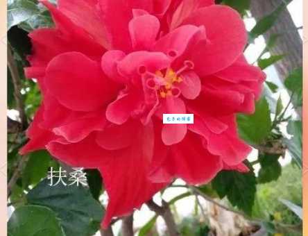 木槿和扶桑的区别 木槿属植物如何辨认