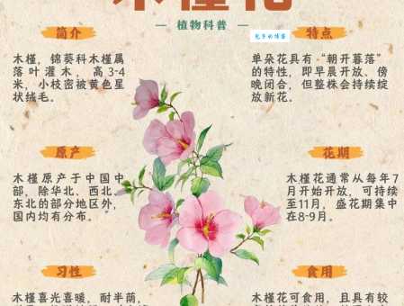 木槿和扶桑的区别 木槿属植物如何辨认