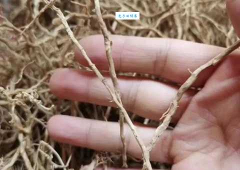 香根草在哪里生长 禾本科香根草属植物分布区域