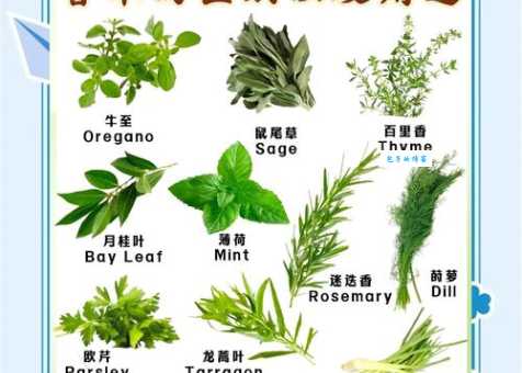 香根草在哪里生长 禾本科香根草属植物分布区域