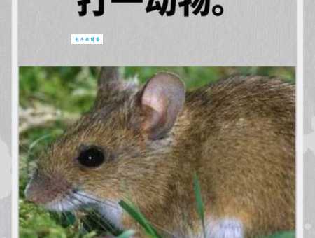 梧鼠之技是什么生肖 这个动物你肯定听说过