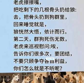 引狗入寨打一生肖答案让人意想不到