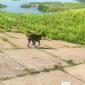 骑者善坠打一正确生肖原来是这个动物