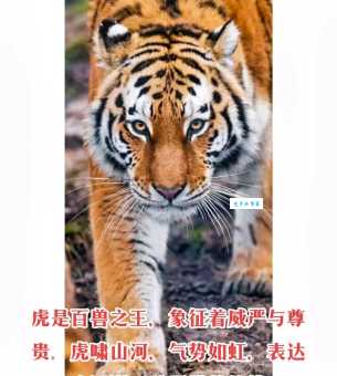 敲山震虎是什么生肖 老虎为何能震慑百兽