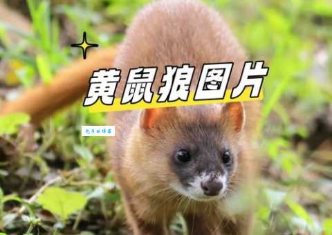 成群结队的动物是指哪个生肖 哪种动物总是集体行动