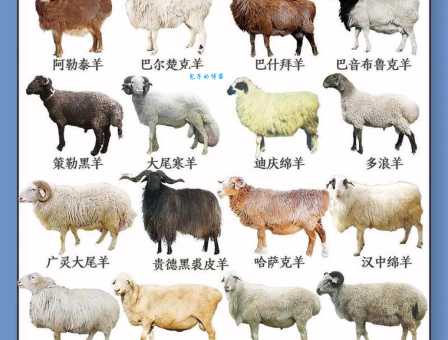 铁头长角羊成群是什么生肖 快来测测你的生肖知识
