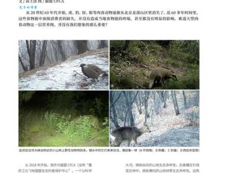 作舍道边打一动物答案竟然是一种常见生物