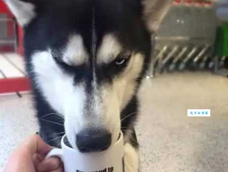 眼中之钉打一动物这个答案让人意想不到