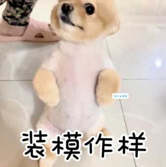 装模作样是什么生肖 这些动物天生就是戏精