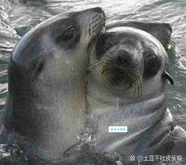 破釜沉舟是什么生肖动物呢答案揭晓