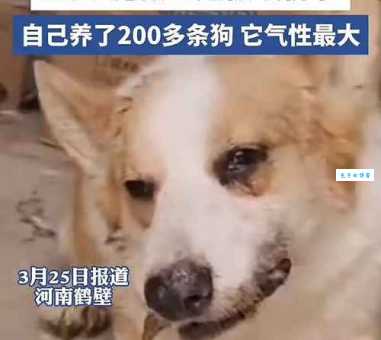 灰心丧气打一生肖看看哪个动物总是一副丧气样