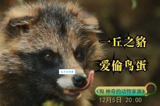 一丘之貉指什么生肖 原来是指这几个动物