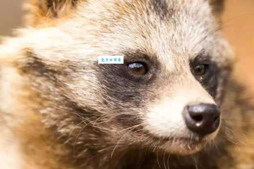 一丘之貉指什么生肖 原来是指这几个动物