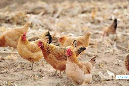 节外生枝打一个生肖原来是这个答案太意外了