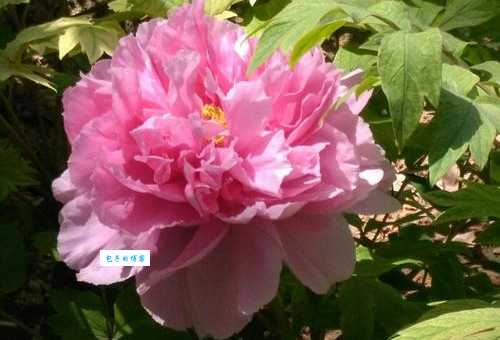 四月六眉挂柳湾猜生肖常见误区你中了几个