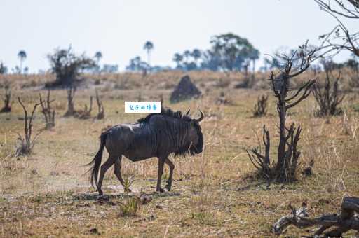 三五成群打一生肖原来是指这些爱扎堆的动物
