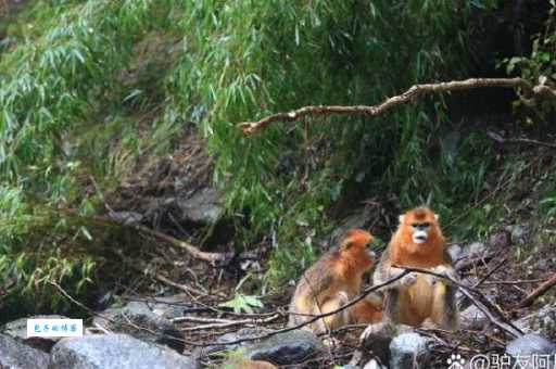 三五成群打一生肖原来是指这些爱扎堆的动物