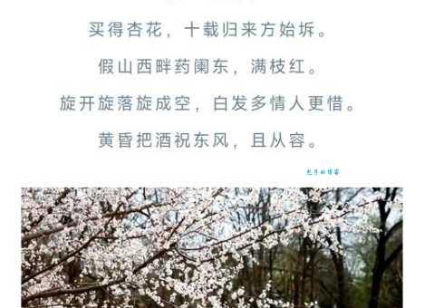 喜见树前闹杏花是指什么生肖 答案揭晓让你意想不到