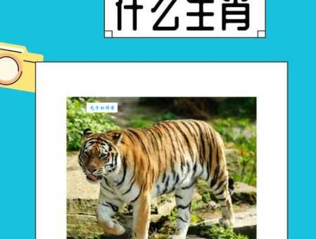 投木报琼打一生肖是什么动物快来猜猜看