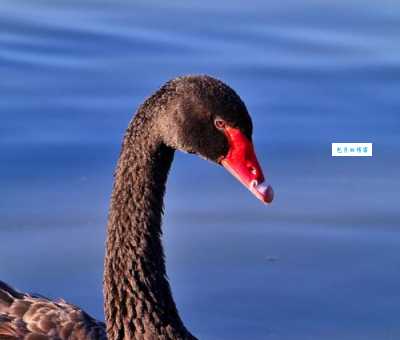 出水芙蓉打一正确生肖原来是这个动物