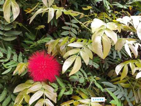 万绿丛中红一点红是什么生肖 看看你猜对了吗