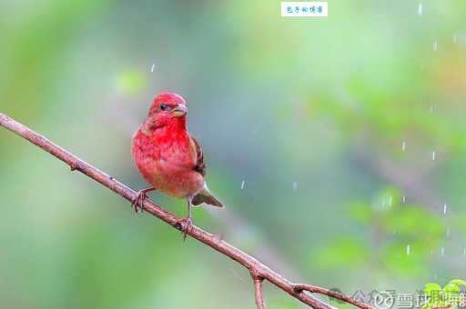 万绿丛中红一点红是什么生肖 看看你猜对了吗