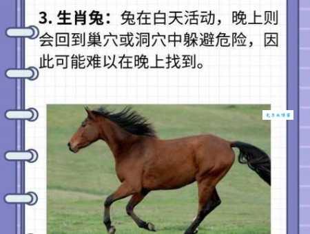 隔宿之仇是什么生肖 快来对照你的生肖看看