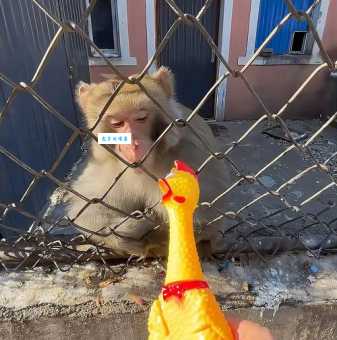 杀鸡儆猴打一生肖原来是这个属相