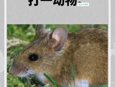 灰心的动物打一正确生肖竟然是这个