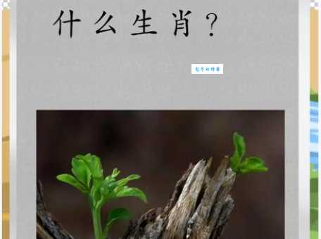 草木逢春是指什么生肖 原来指的是这个动物