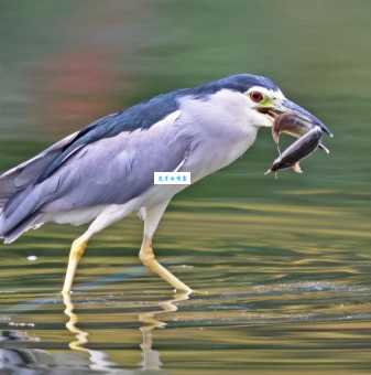 日伏夜出害众生猜生肖这些动物为何喜欢昼伏夜出