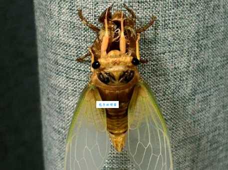 金蝉脱壳是什么生肖 十二生肖里谁最会金蝉脱壳