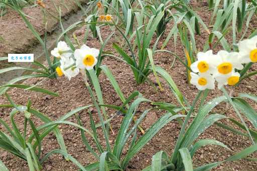 水仙花开打一数字谜底揭晓原来这么简单
