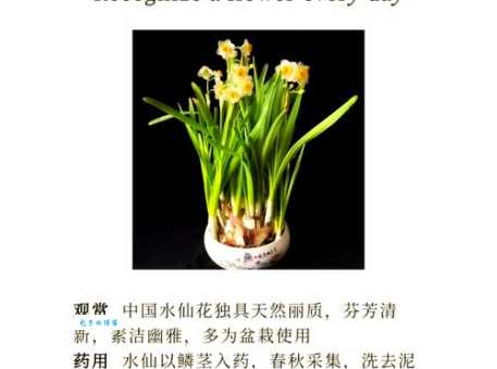 水仙花开打一数字谜底揭晓原来这么简单