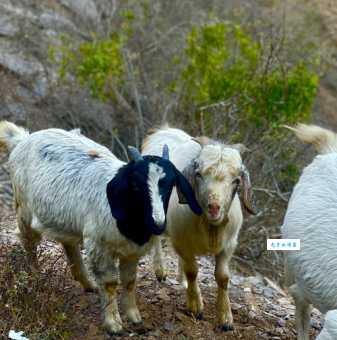 风餐露宿的生肖动物有哪些 这些动物最吃苦耐劳