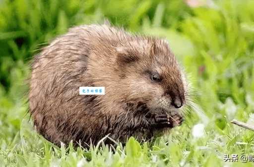 人人喊打的动物指什么生肖 原来是它最招人嫌